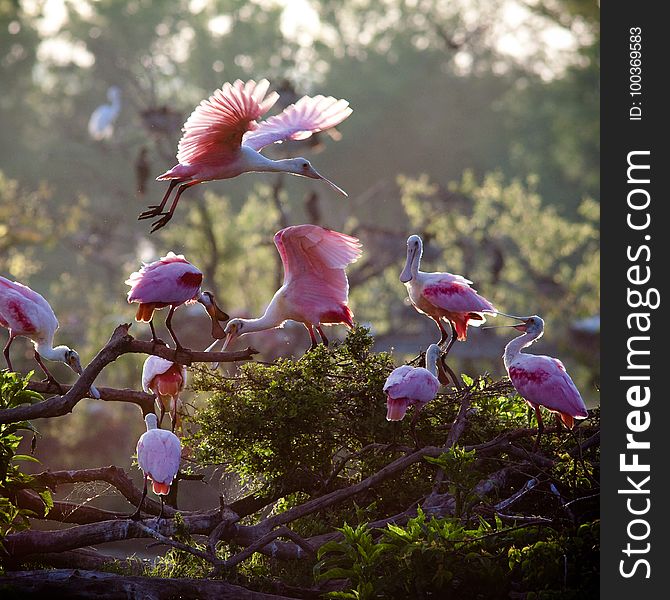 Roseate Spoonbills