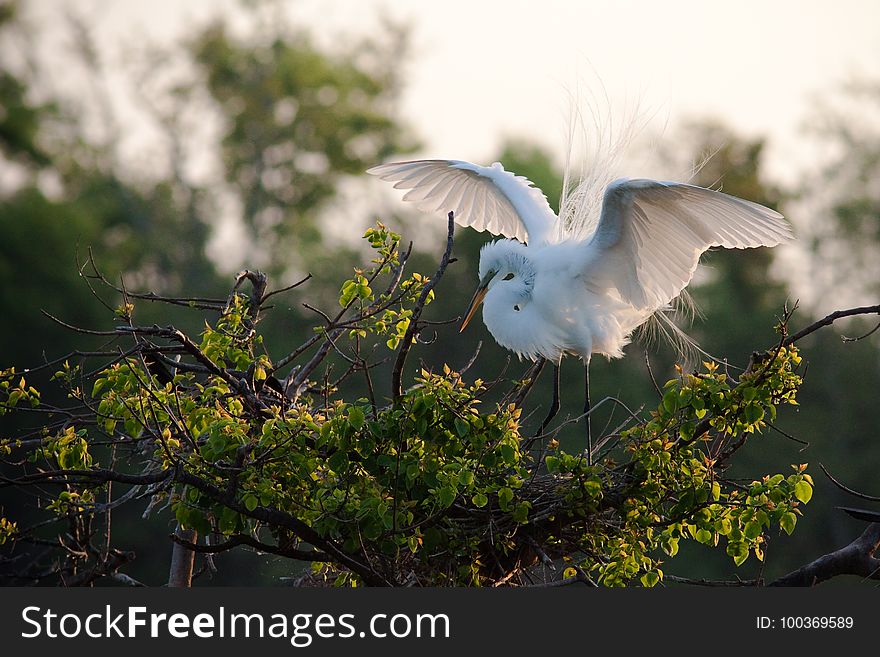 In its breeding plumage, this Great Egret lands at the nest at the High Island rookery.