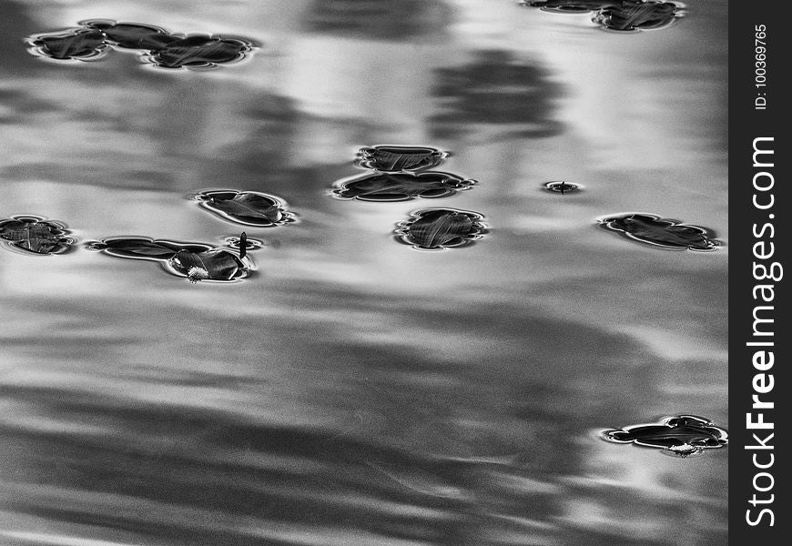 Early Morning Water Lillies Mozwww-em10-20150623-P6230097-Edit