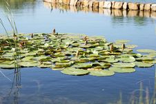 Free Water, Reflection, Pond, Wetland Royalty Free Stock Photography - 100383917