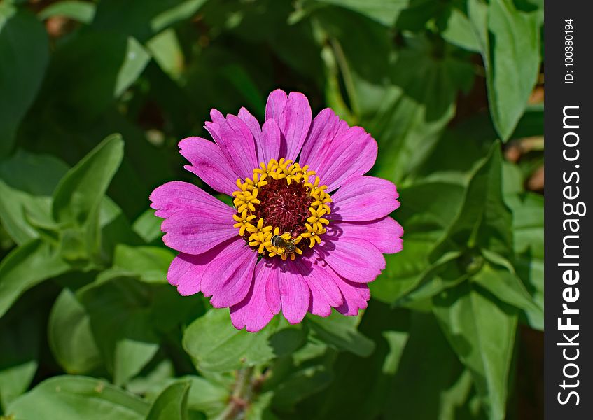 Flower, Plant, Flora, Annual Plant