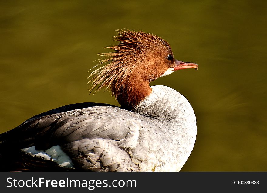 Bird, Beak, Fauna, Duck