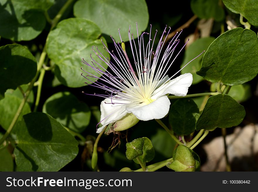 Plant, Flower, Flora, Caper Family