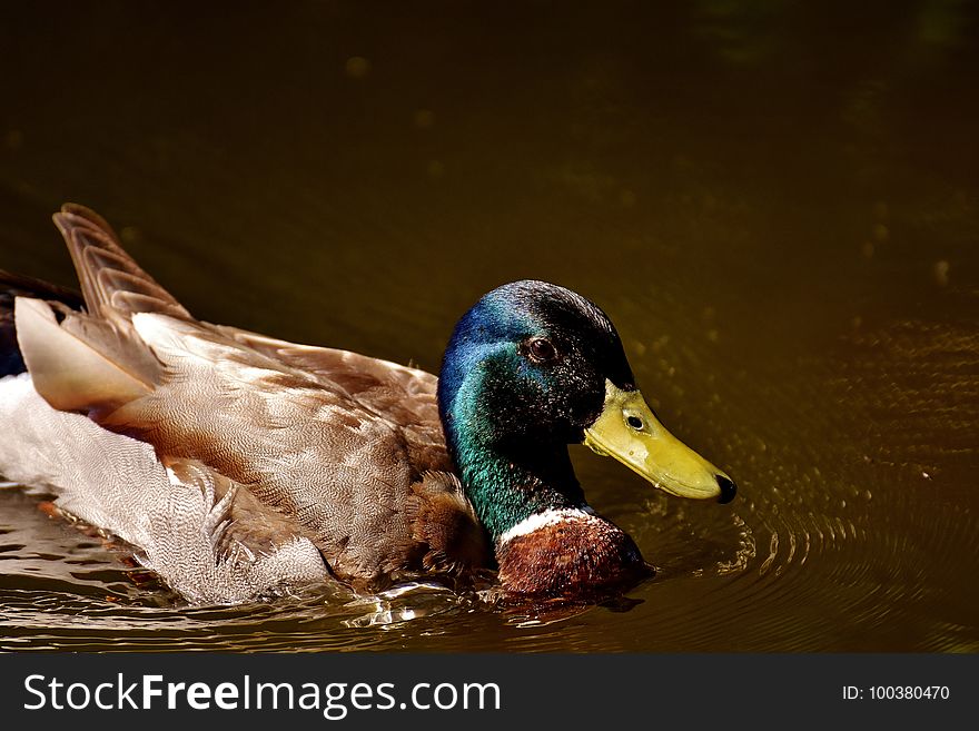 Duck, Bird, Mallard, Water Bird