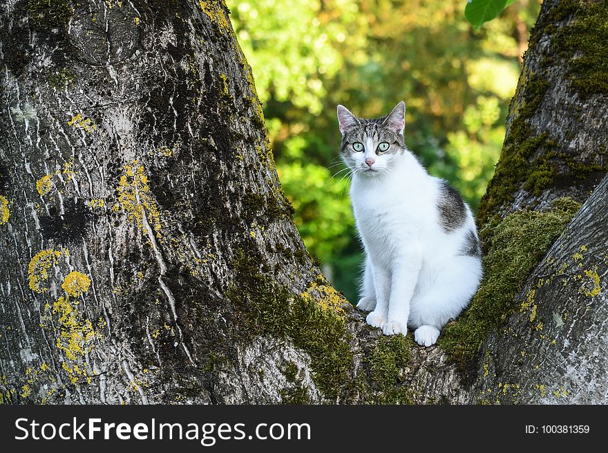 Cat, Fauna, Small To Medium Sized Cats, Whiskers