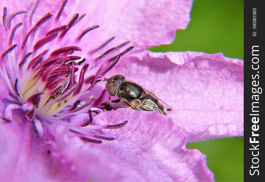 Insect, Honey Bee, Bee, Macro Photography