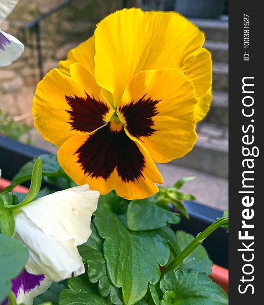 Flower, Yellow, Pansy, Plant