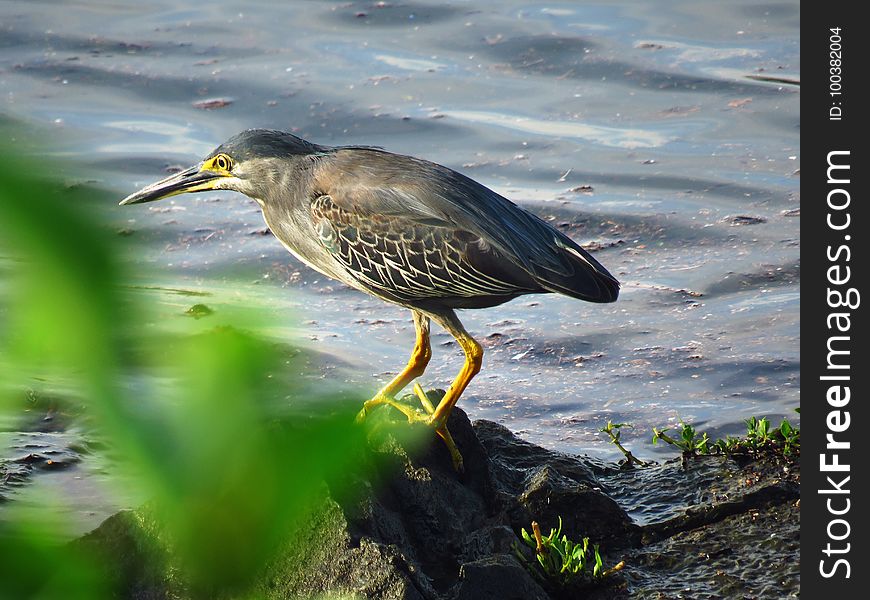 Bird, Ecosystem, Beak, Green Heron