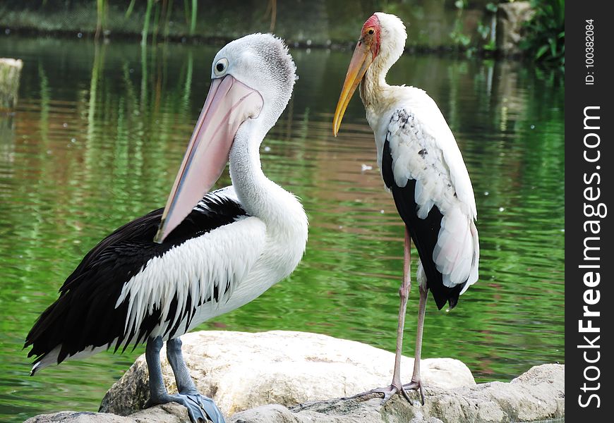 Pelican, Bird, Beak, Stork