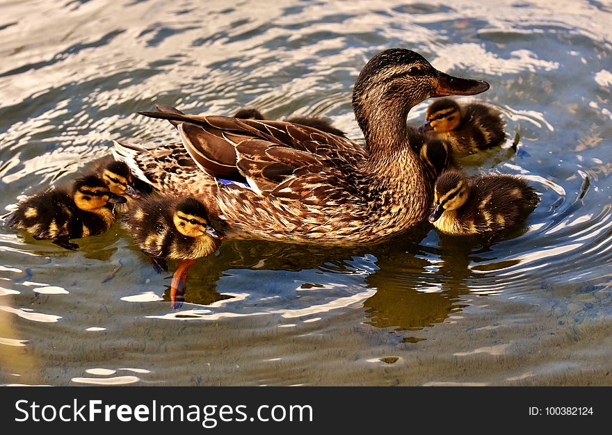 Duck, Bird, Mallard, Water Bird