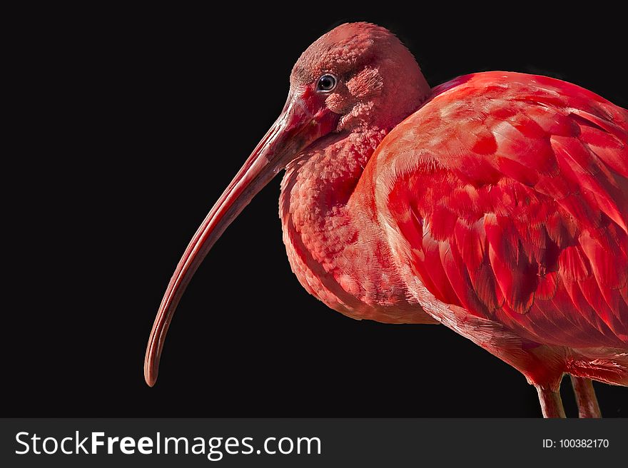 Beak, Bird, Flamingo, Close Up