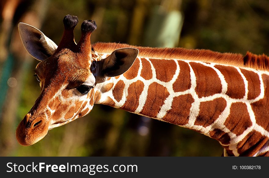 Wildlife, Giraffe, Terrestrial Animal, Fauna