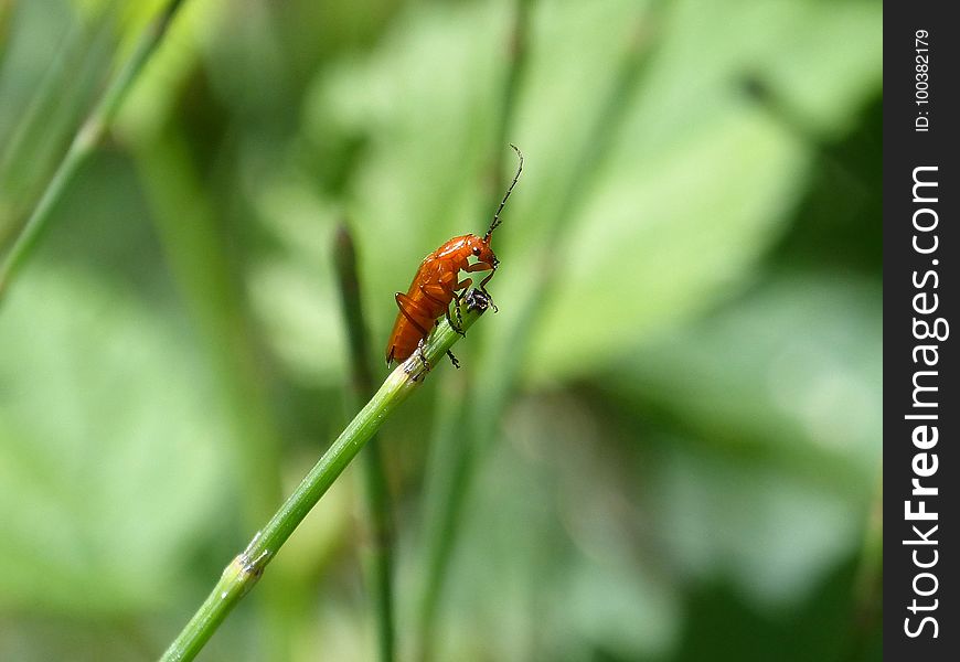 Insect, Damselfly, Macro Photography, Invertebrate