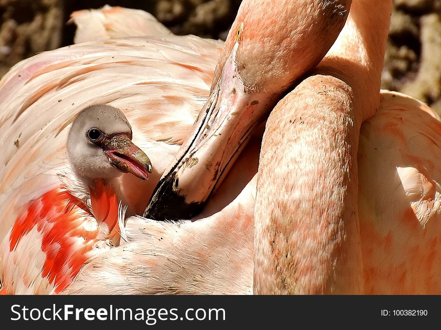 Beak, Fauna, Flamingo, Close Up