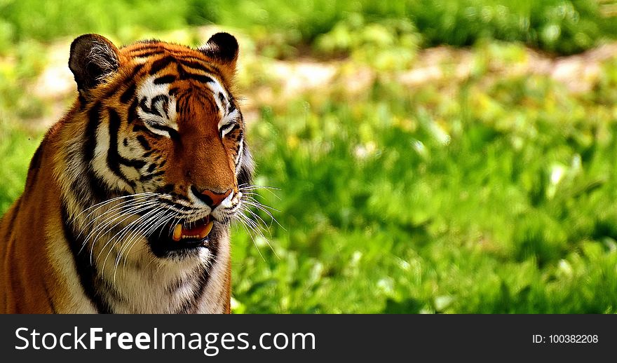 Wildlife, Tiger, Mammal, Grass