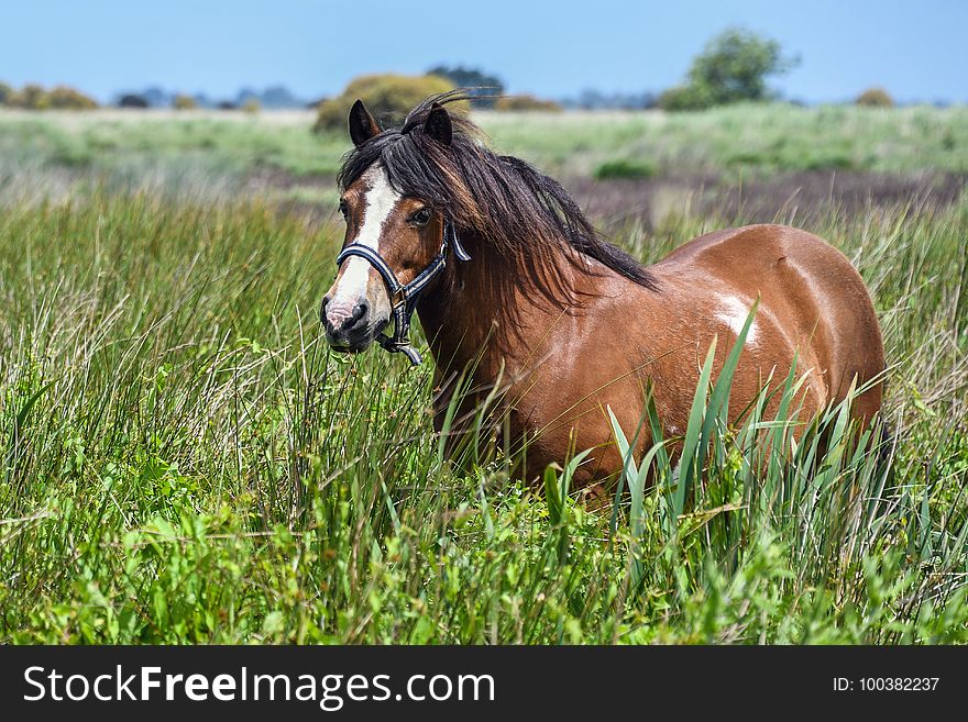 Horse, Pasture, Grassland, Ecosystem