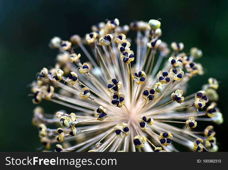 Flora, Plant, Flower, Macro Photography