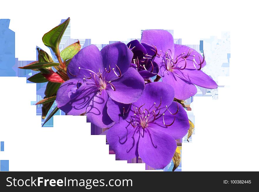 Flower, Purple, Violet, Flowering Plant