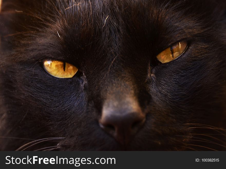 Cat, Black Cat, Face, Whiskers