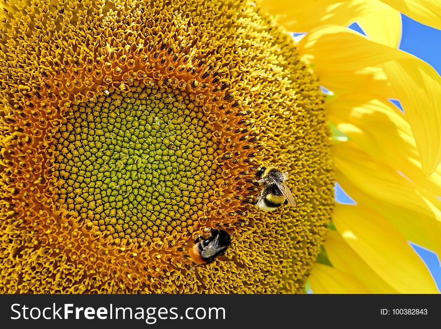 Sunflower, Yellow, Honey Bee, Bee