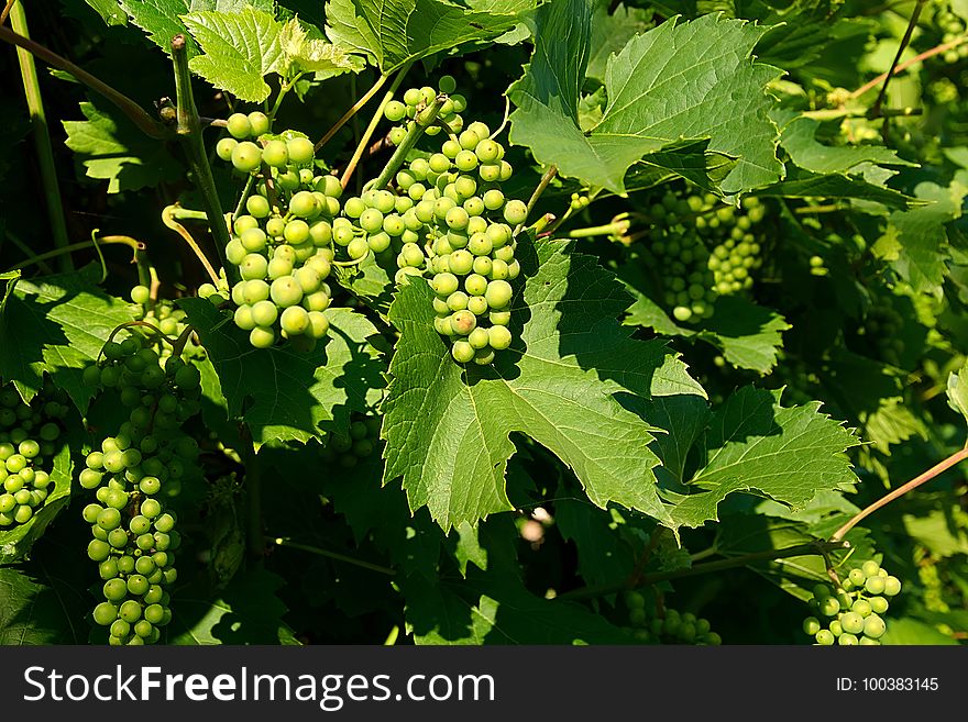 Grapevine Family, Grape, Vitis, Seedless Fruit