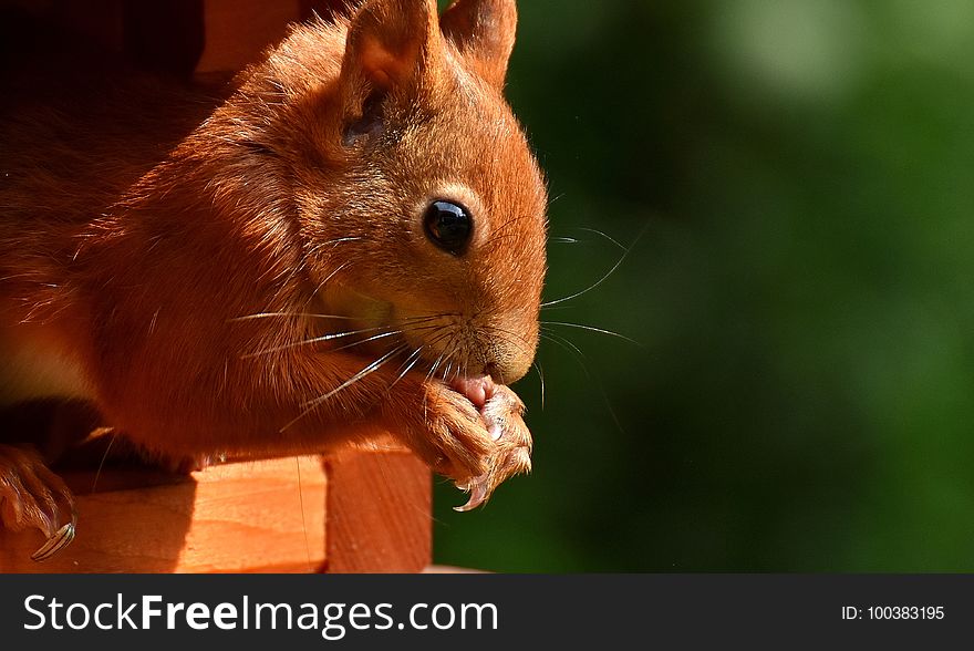 Squirrel, Fauna, Mammal, Whiskers
