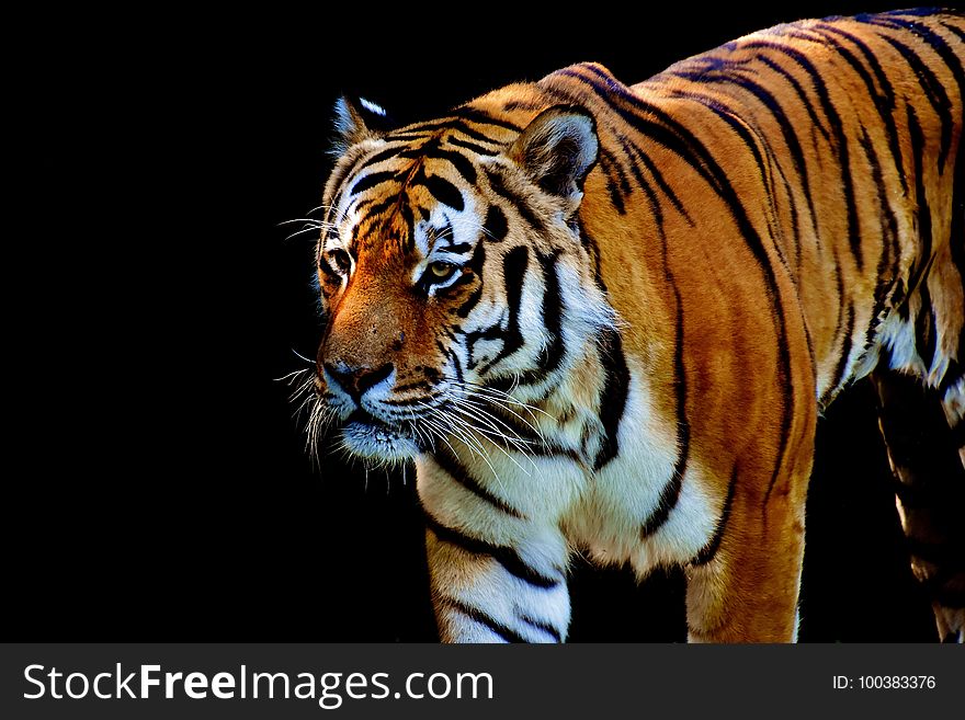 Tiger, Wildlife, Mammal, Terrestrial Animal