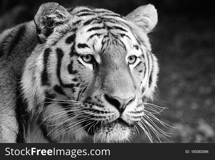 Tiger, Wildlife, Black And White, Mammal