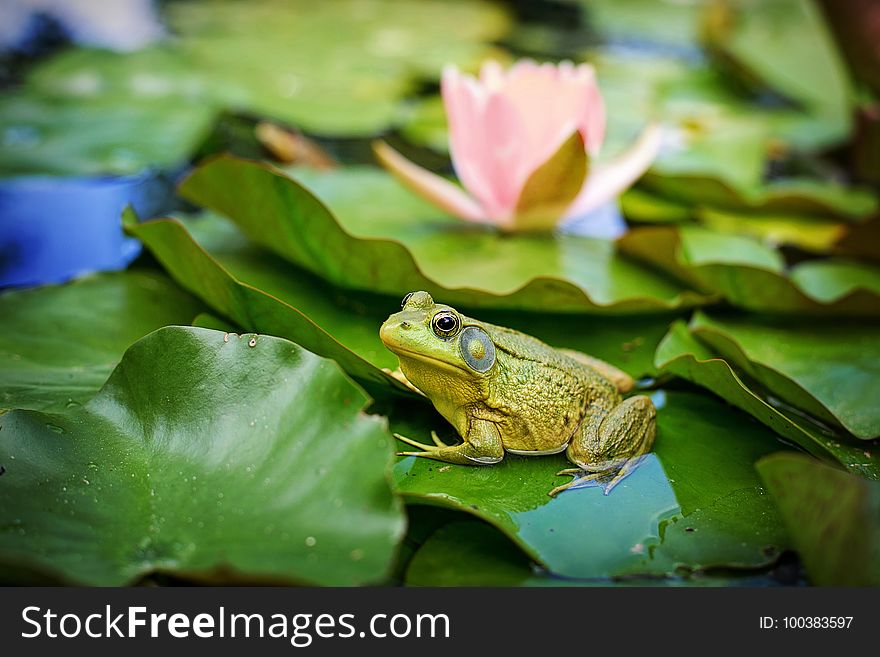 Frog, Amphibian, Leaf, Ranidae