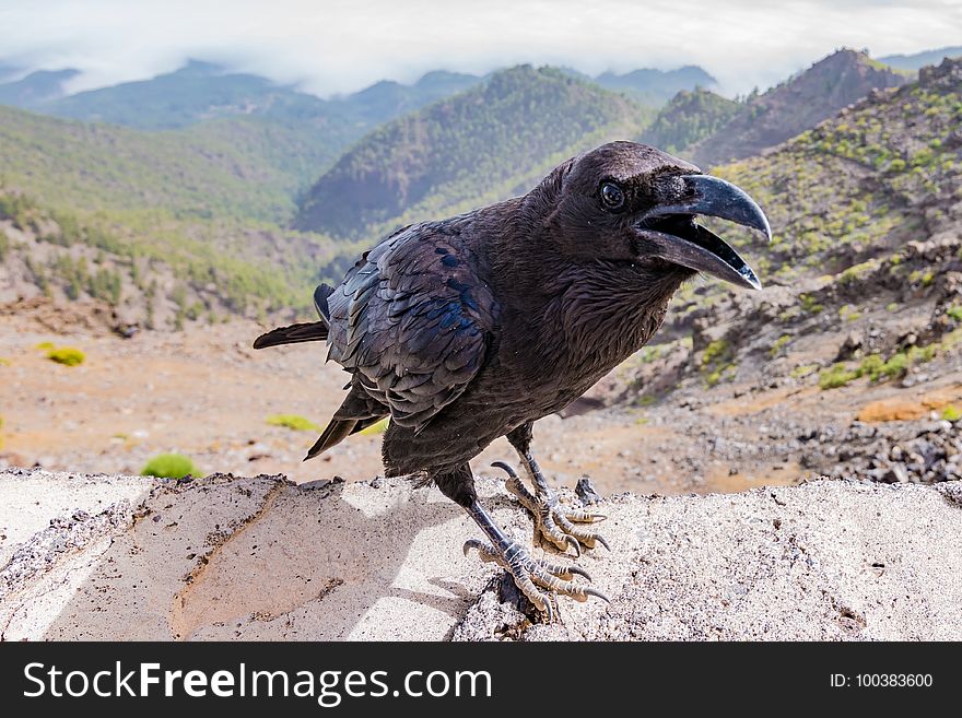 Fauna, Bird, Beak, Crow
