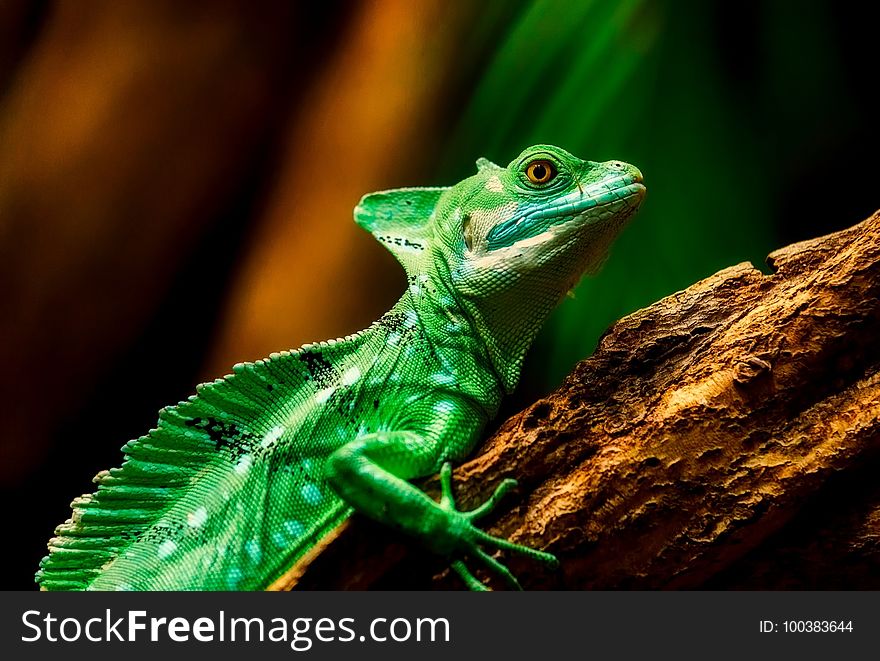 Reptile, Chameleon, Lizard, Iguania