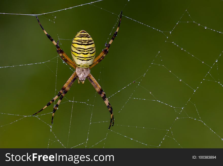 Spider, Arachnid, Orb Weaver Spider, Spider Web