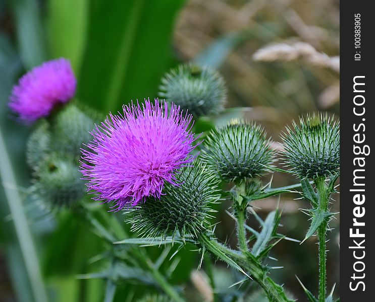 Thistle, Silybum, Plant, Noxious Weed