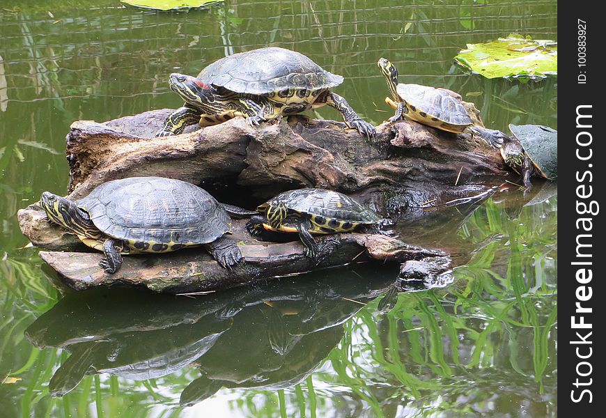Turtle, Emydidae, Reptile, Tortoise
