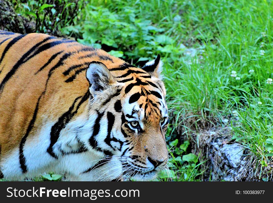 Tiger, Wildlife, Mammal, Fauna