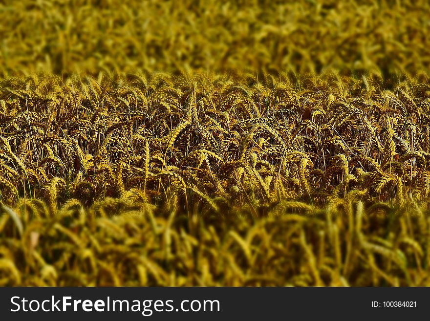 Crop, Field, Grass, Grass Family