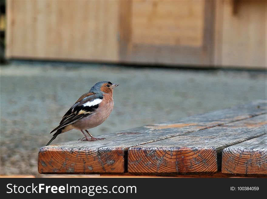 Bird, Fauna, Beak, Finch