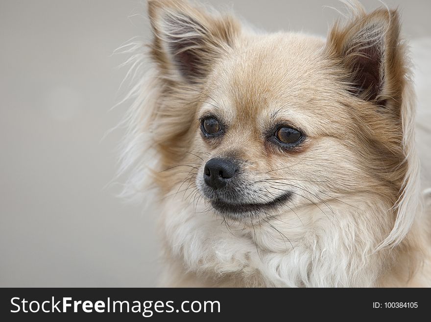 Dog, Dog Like Mammal, Dog Breed, Dog Breed Group