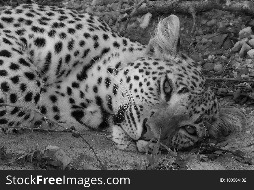 Wildlife, Leopard, Black And White, Terrestrial Animal