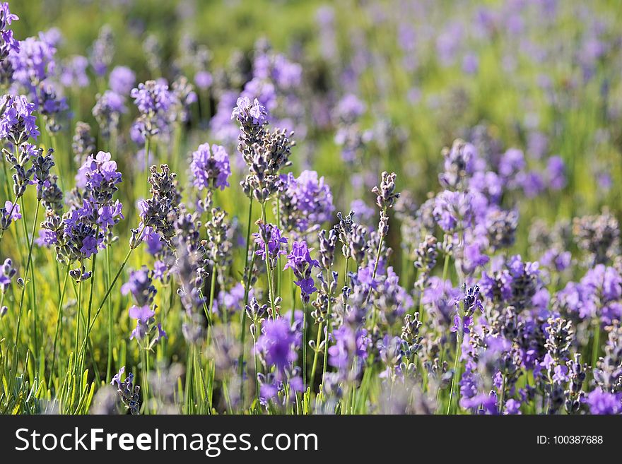 Flower, English Lavender, Lavender, Plant