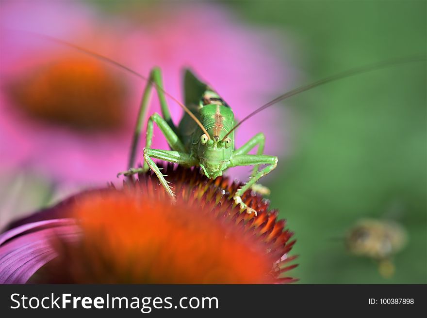 Insect, Nectar, Macro Photography, Flower