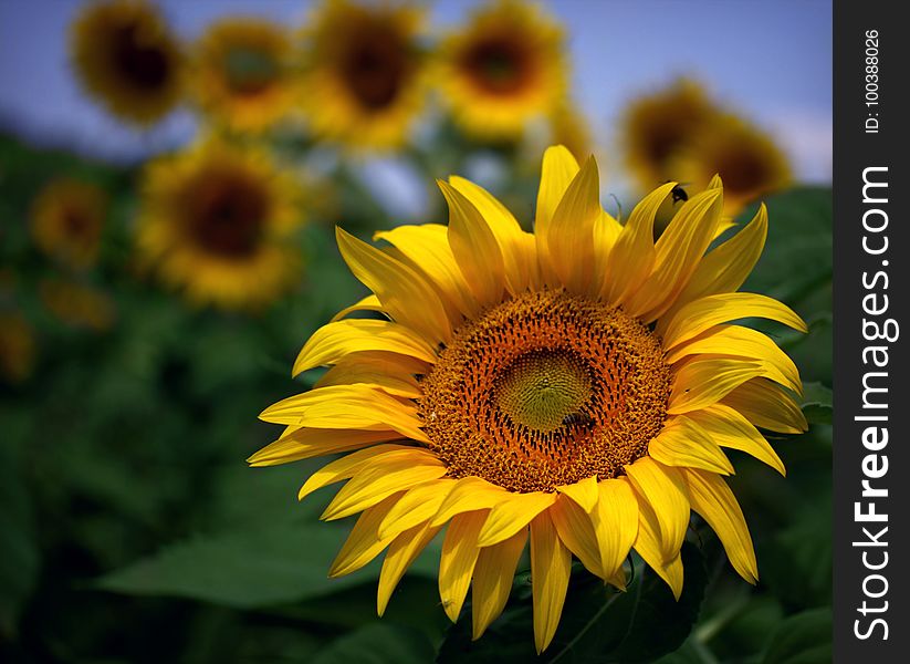 Flower, Sunflower, Yellow, Sunflower Seed