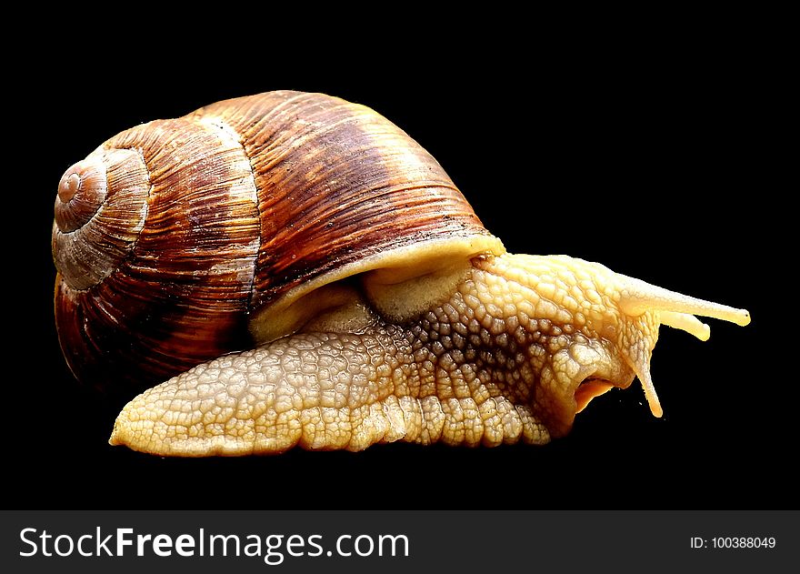 Snails And Slugs, Molluscs, Conchology, Snail