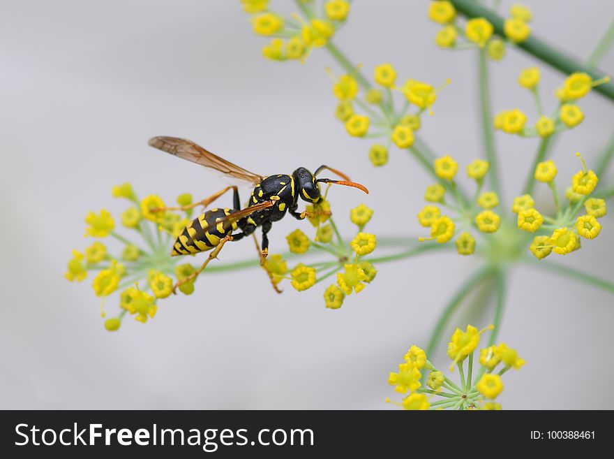 Insect, Wasp, Pest, Membrane Winged Insect