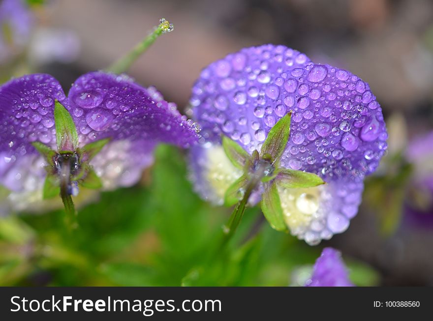 Flower, Purple, Flora, Lilac