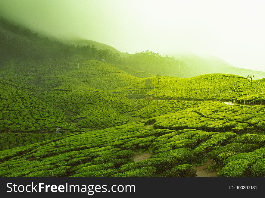 Highland, Green, Vegetation, Grassland