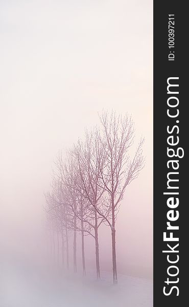 Fog, Winter, Sky, Tree
