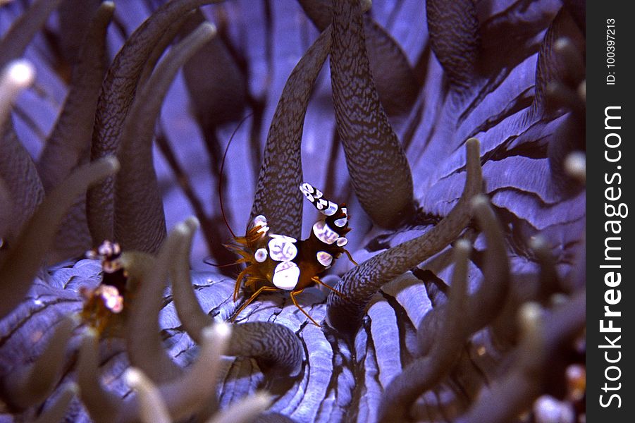 Purple, Plant, Organism, Coral
