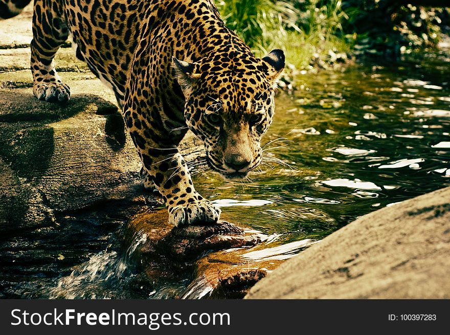 Jaguar, Wildlife, Mammal, Terrestrial Animal