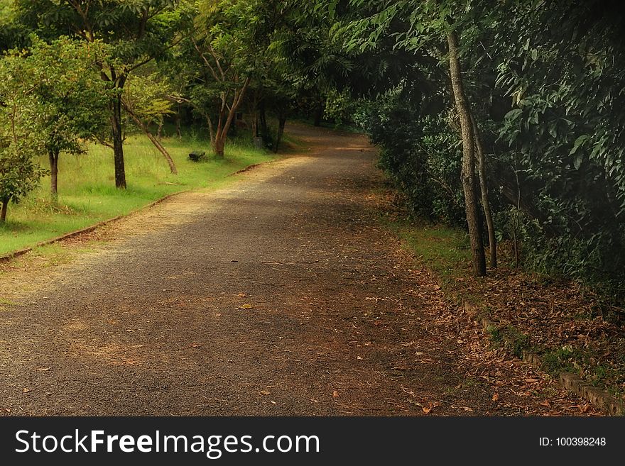 Road, Path, Vegetation, Nature Reserve
